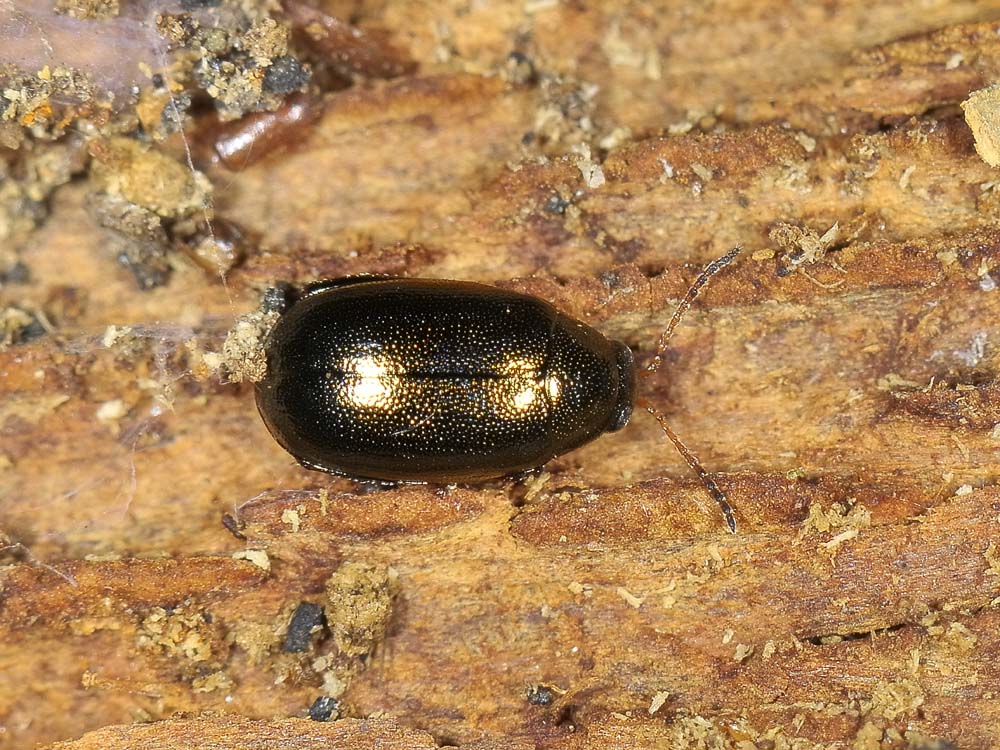 Dibolia rugulosa? (chrysomelidae)